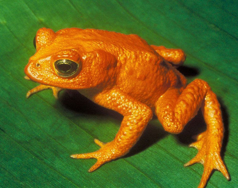 Golden Toad