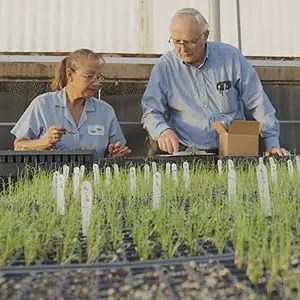 Two people in blue shirts working with trays of seedlings inside a greenhouse. They are examining the plants closely. A cardboard box and labels are visible on the table. Bright natural light fills the space.