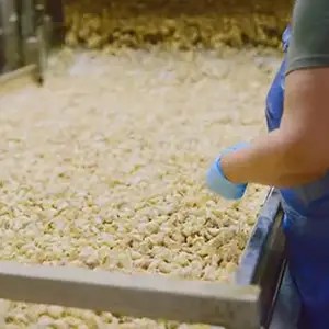 A person wearing a blue apron and gloves stands beside a conveyor belt filled with small yellowish objects, possibly pieces of food or ingredients, in a factory setting.