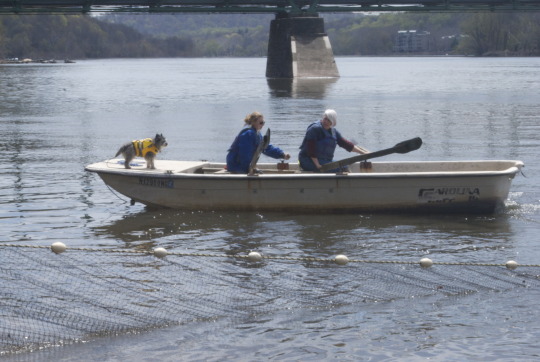 Small boat with dog and two people fishing on river near bridge pilings during Shadfest