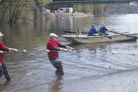 Fishermen casting nets in river during Shadfest celebration in Lambertville with boats and spectators