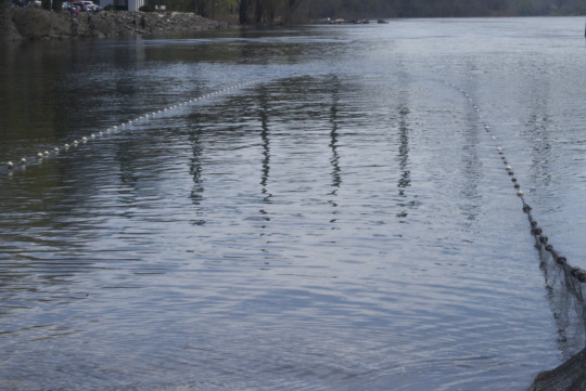 Fishing nets strung across river water during Shadfest celebration in Lambertville