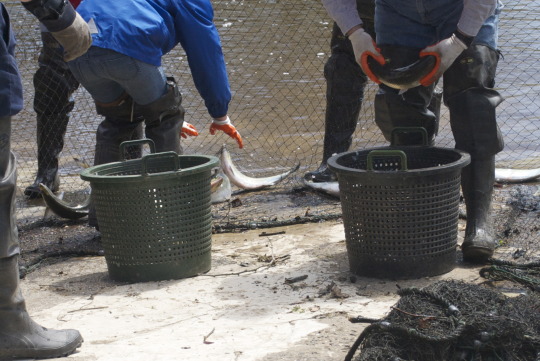 Fishermen holding shad in baskets at Lambertville Shadfest festival event