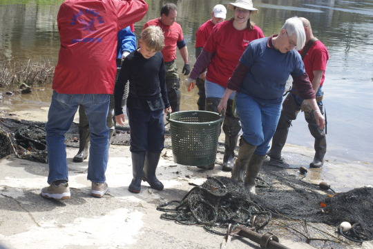 workers in red shirts and caps hauling fishing nets and catch at Shadfest Lambertville waterfront event