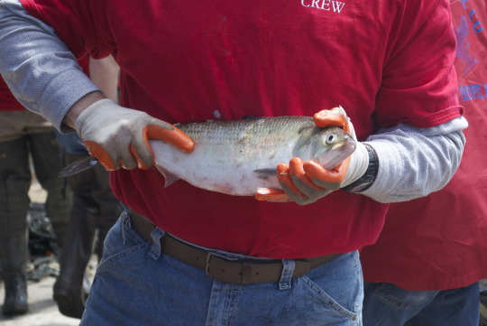 Person in red crew shirt holding fresh shad fish with orange fins at Shadfest in Lambertville
