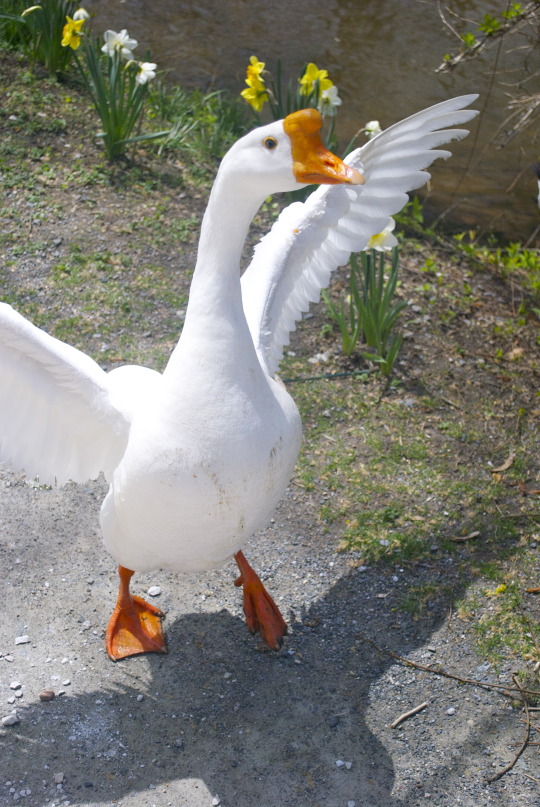 White goose with orange beak and feet standing near spring daffodils by water at Shadfest Lambertville