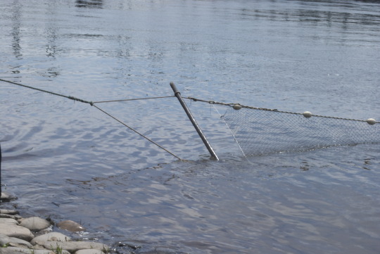 Fishing nets and wooden stakes set up in shallow river water for shad fishing at Lambertville festival