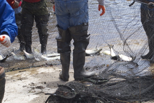 Fishermen displaying fresh shad catch in nets at Shadfest festival in Lambertville
