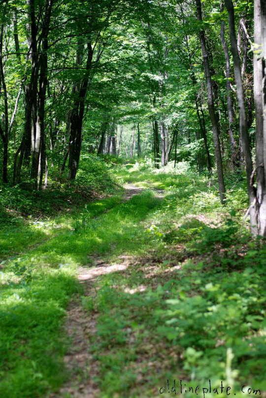 Forest trail with tall trees and lush green undergrowth hiking adventures and outdoor cooking expeditions
