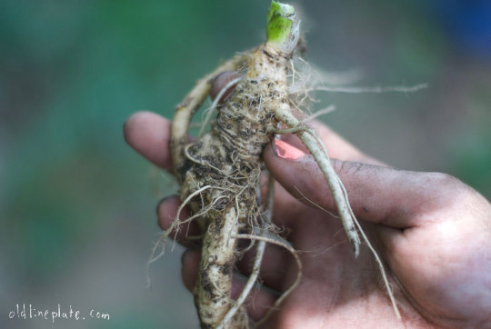 Close-up of horseradish root with hair-like rootlets held in hand, showing natural texture and growth pattern