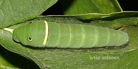 Green Caterpillar