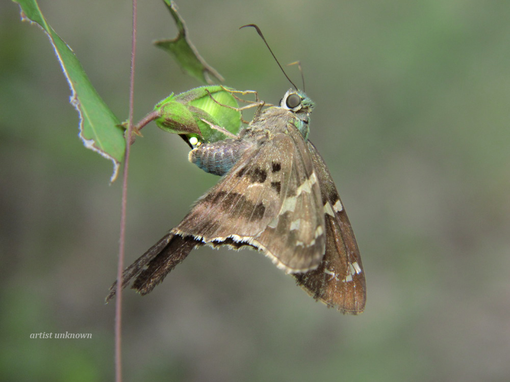 Long-tailed Skipper