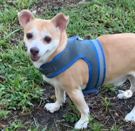 Pets of the Month August 2021