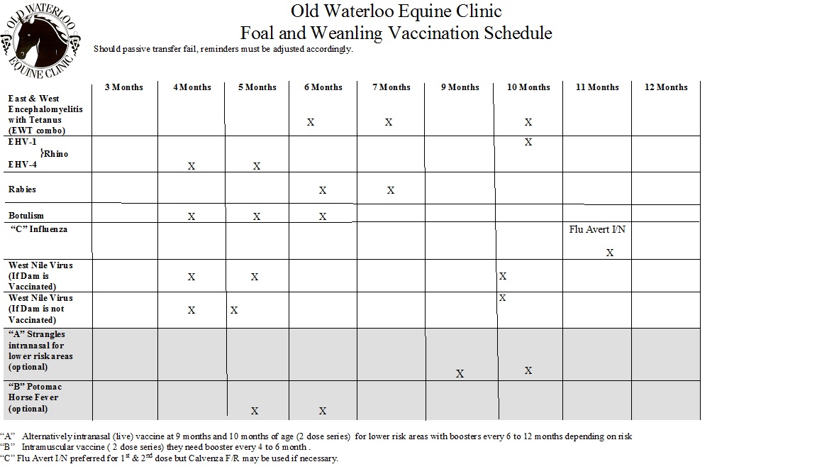 Foal vaccinations in marshall, va