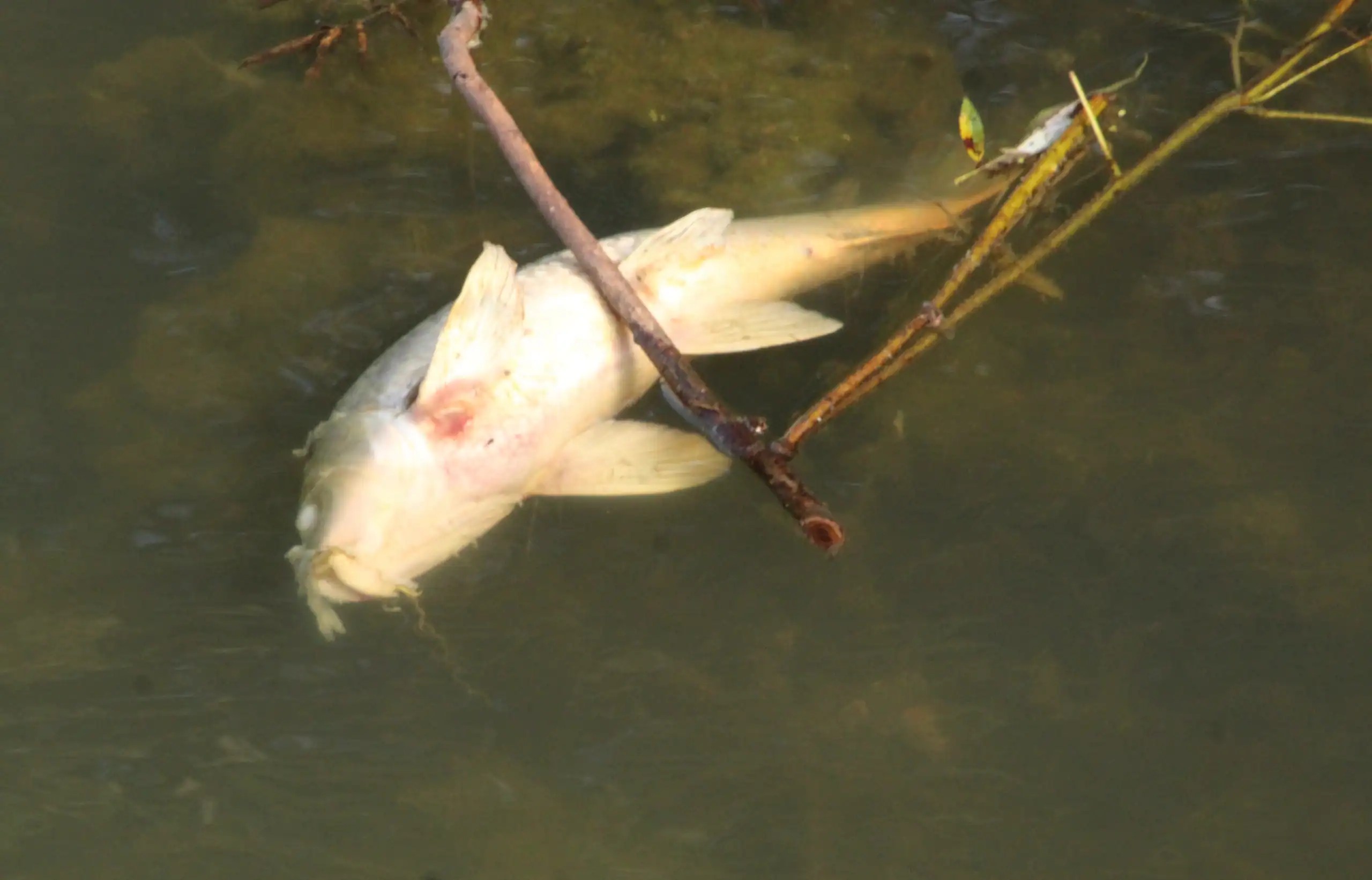(Rick Miller/Olean Star) Only a few dead fish were visible in Ischua Creek from the Coal Chutes Road bridge on Thursday. The state Department of Environmental Conservation is investigating a significant fish-kill and aquatic animal die-off in the creek downstream from the village of Franklinville.