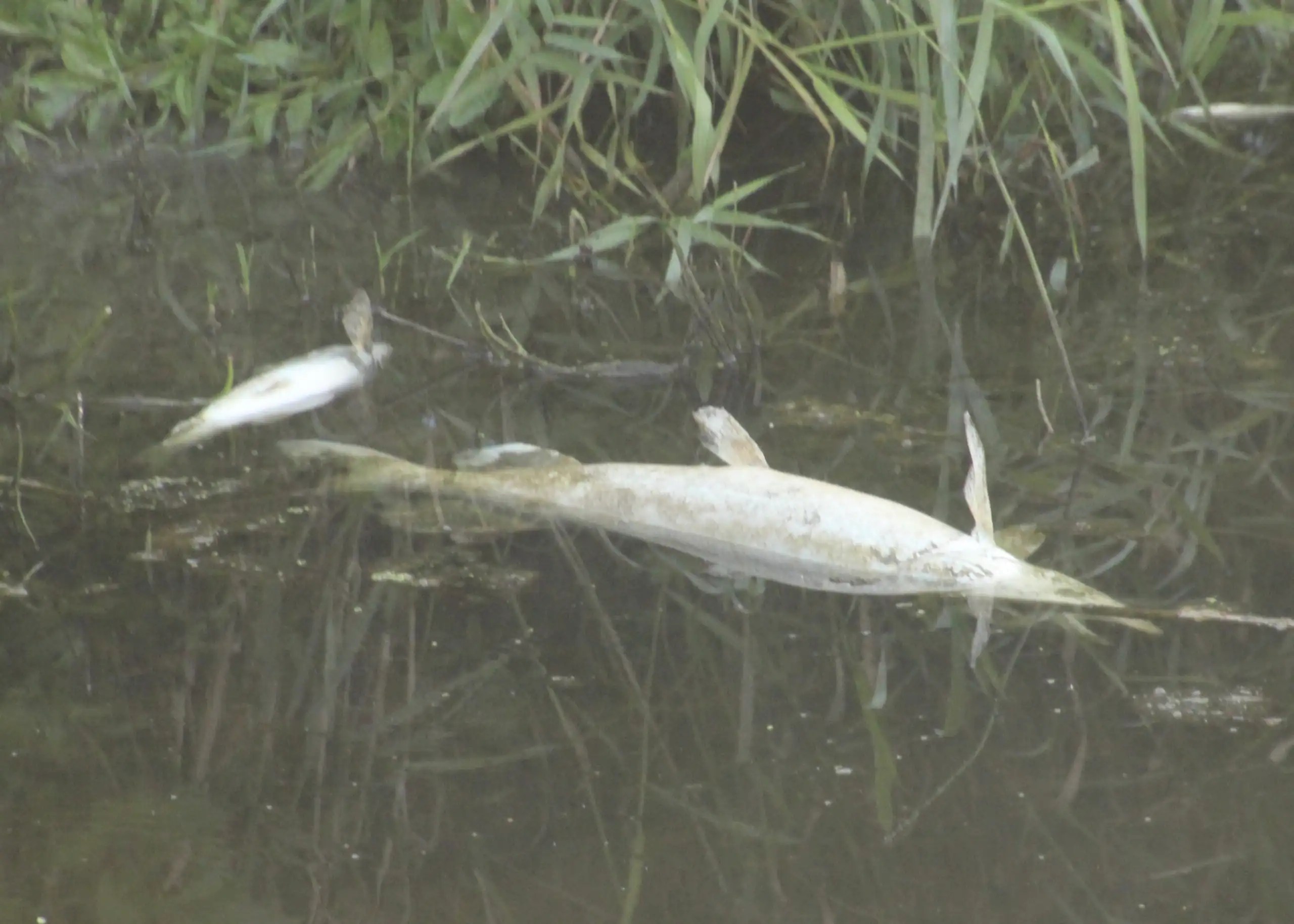 (Rick Miller/Olean Star) A few larger dead fish could be seen from the Five Mile Road bridge over Ischua Creek in the town of Franklinville on Tuesday. The state Department of Environmental Conservation said tens of thousands of fish and aquatic animals died in the creek recently and blamed it on organic material from the Great Lakes Cheese plant discharge of treated wastewater into the stream.