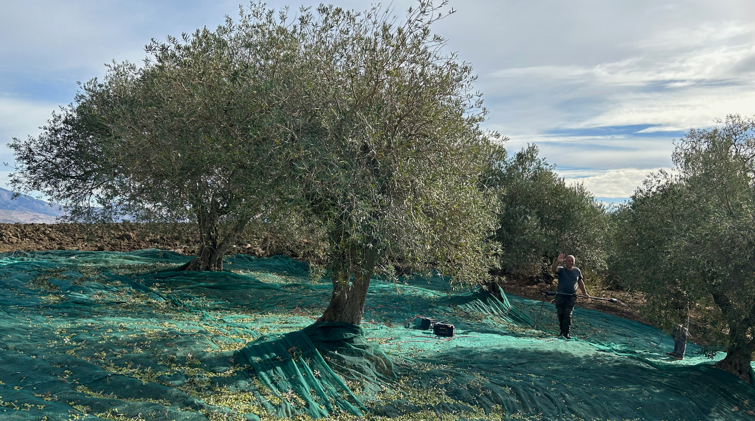 Olivenernte auf Netzen unter einem alten Olivenbaum