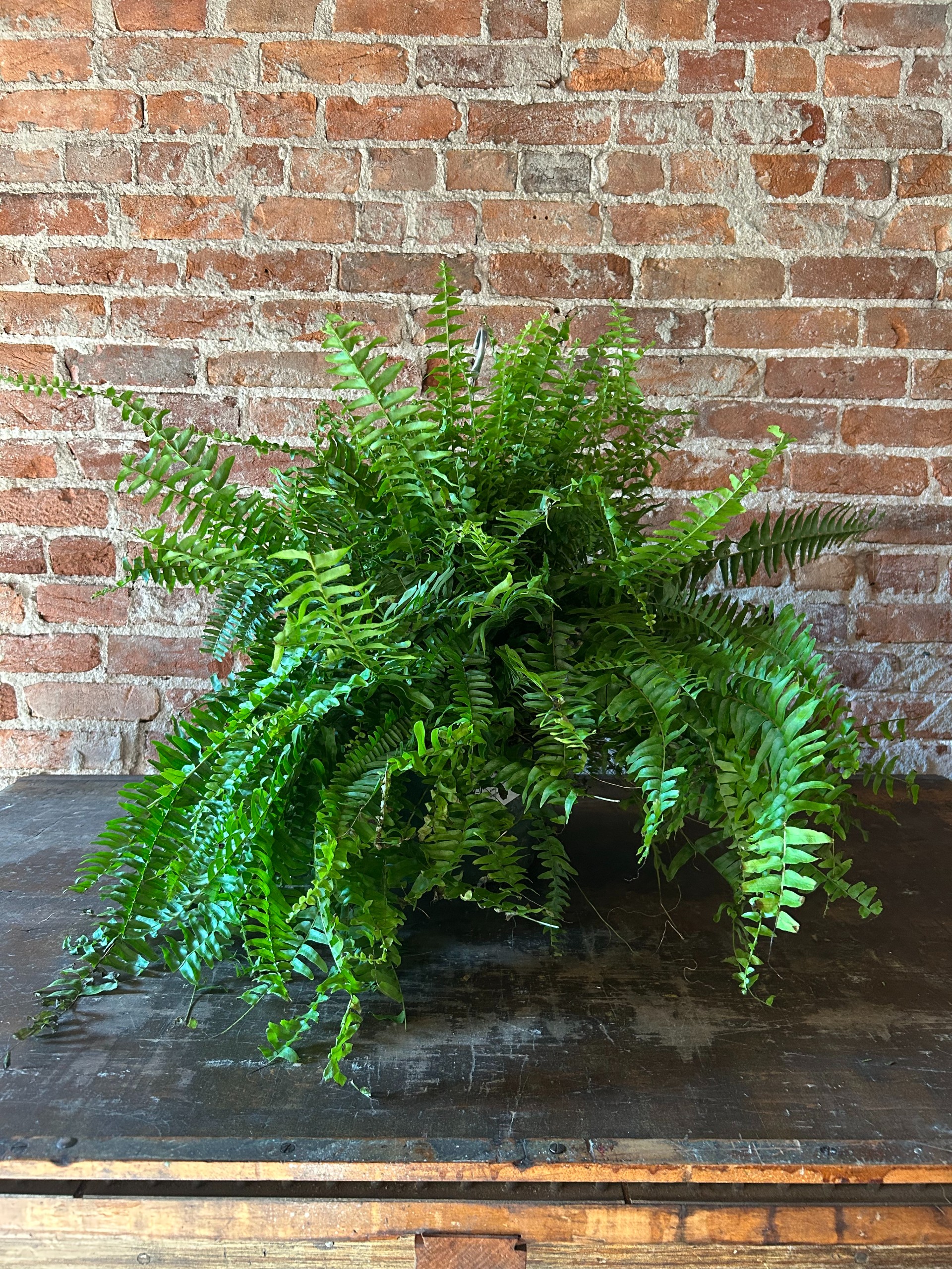 Fern Hanging Basket