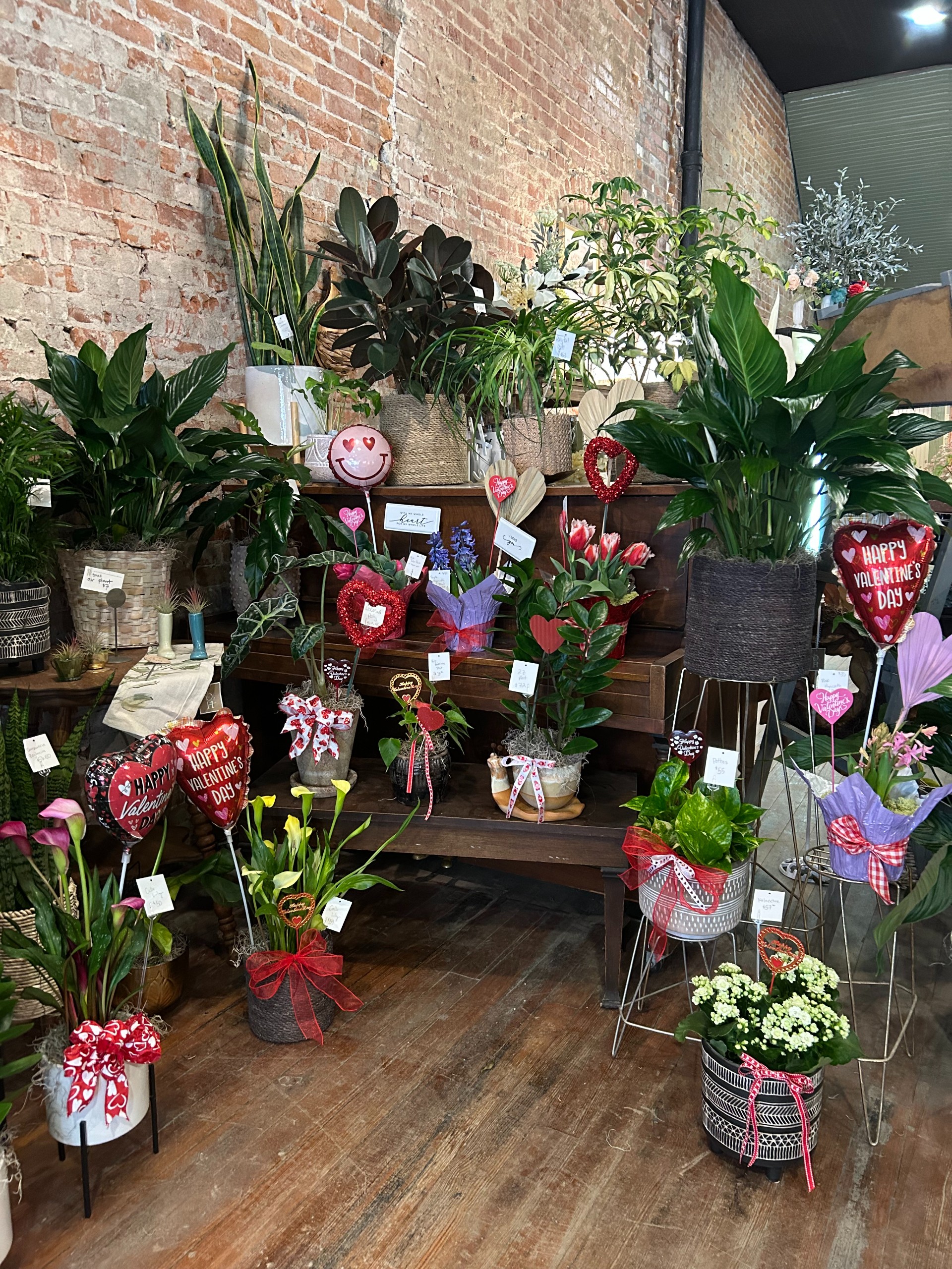 Valentine's Day Blooming Plant