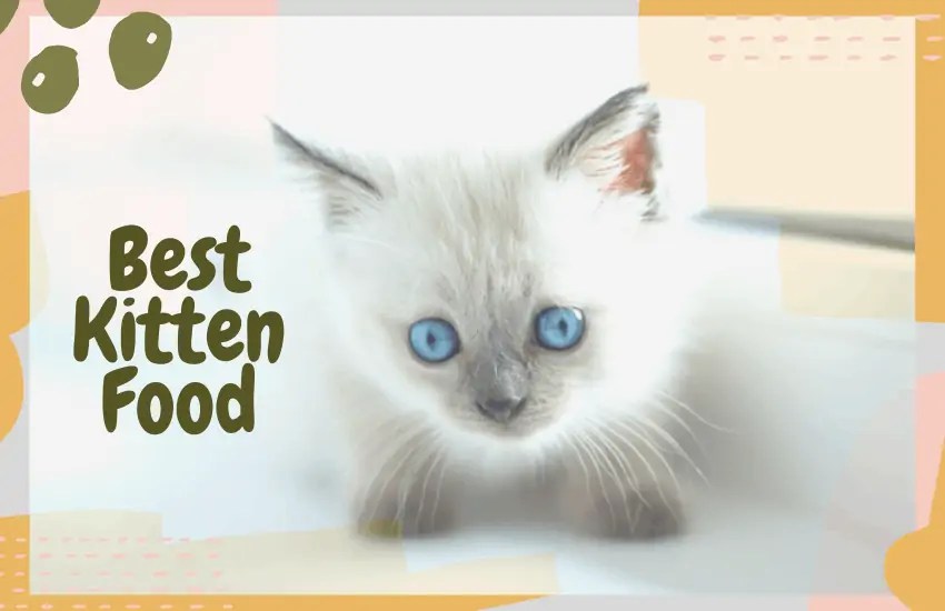 Best kitten food for your little feline: 2020 edition