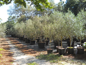 Arbequina Olive Tree Plant 1 Gallon Seed World