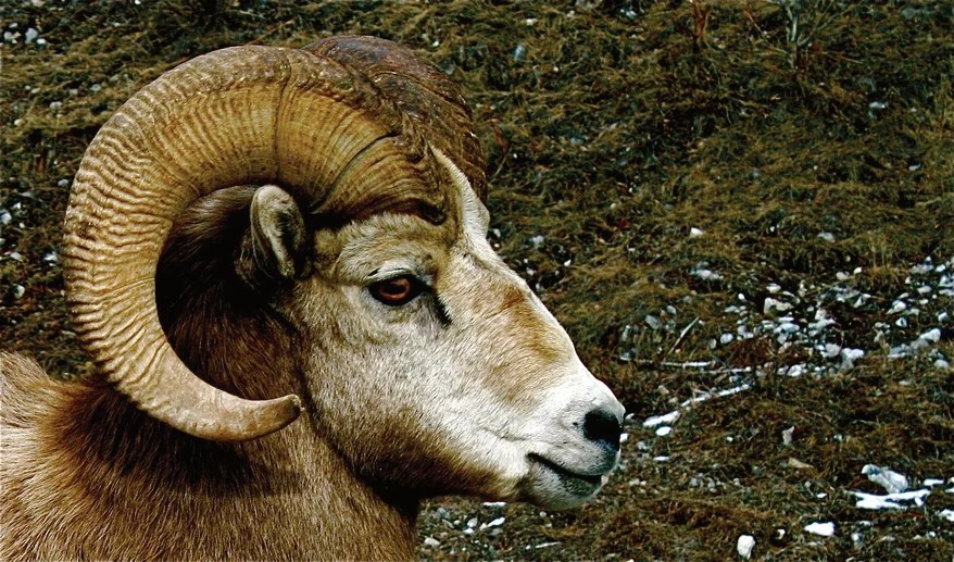 O.L. McAnord