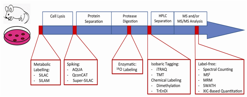 Quantitative Proteomics Techniques Omics Tutorials - Light Photos - Beautiful Mobile Collection