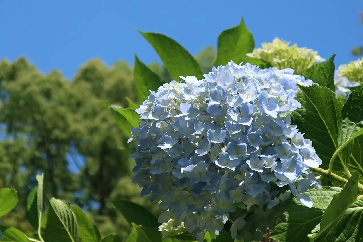 八幡公園_紫陽花