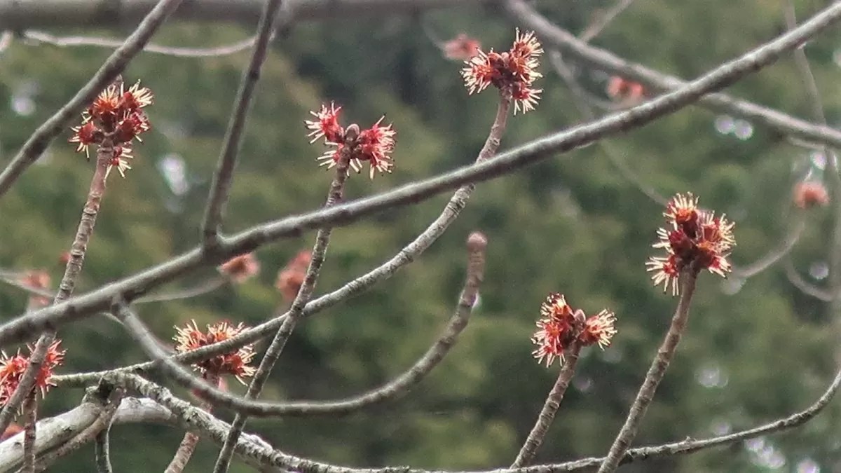 長光寺（花の木）