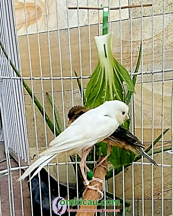 Simak informasi selengkapnya tentang ternak burung kenari berikut ini. Cara Mencetak Kenari Postur Ala Terminal Canary Om Kicau