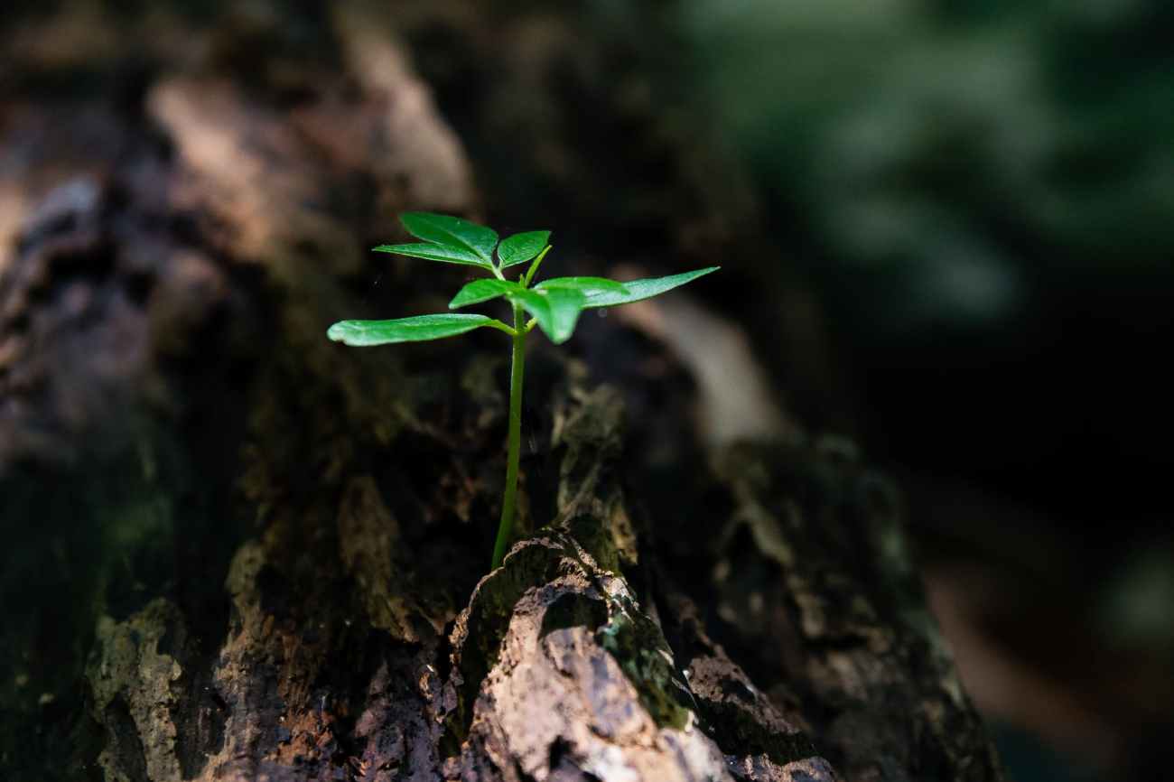 soil with green shoot