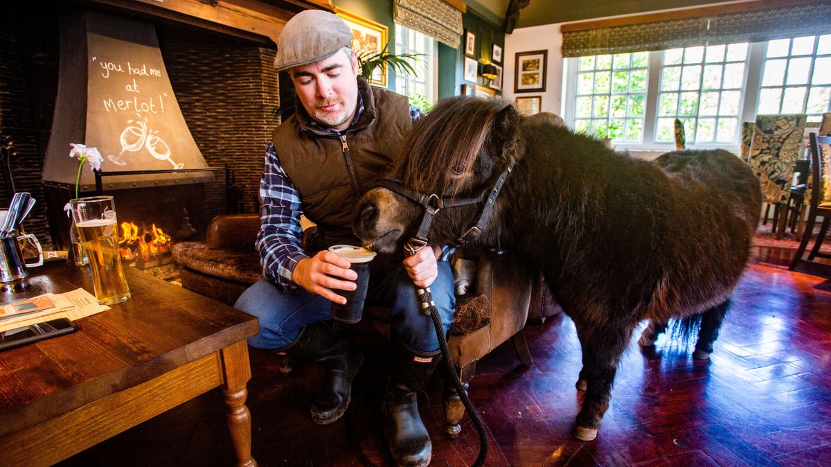 Pony who enjoys a pint at his local is backed to become village mayor – Wales Online
