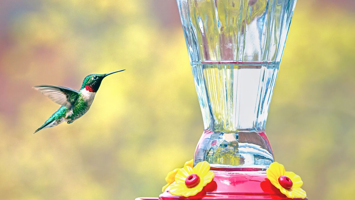 How to set up a hummingbird feeder (and keep it hummingbird-friendly) – hola.com