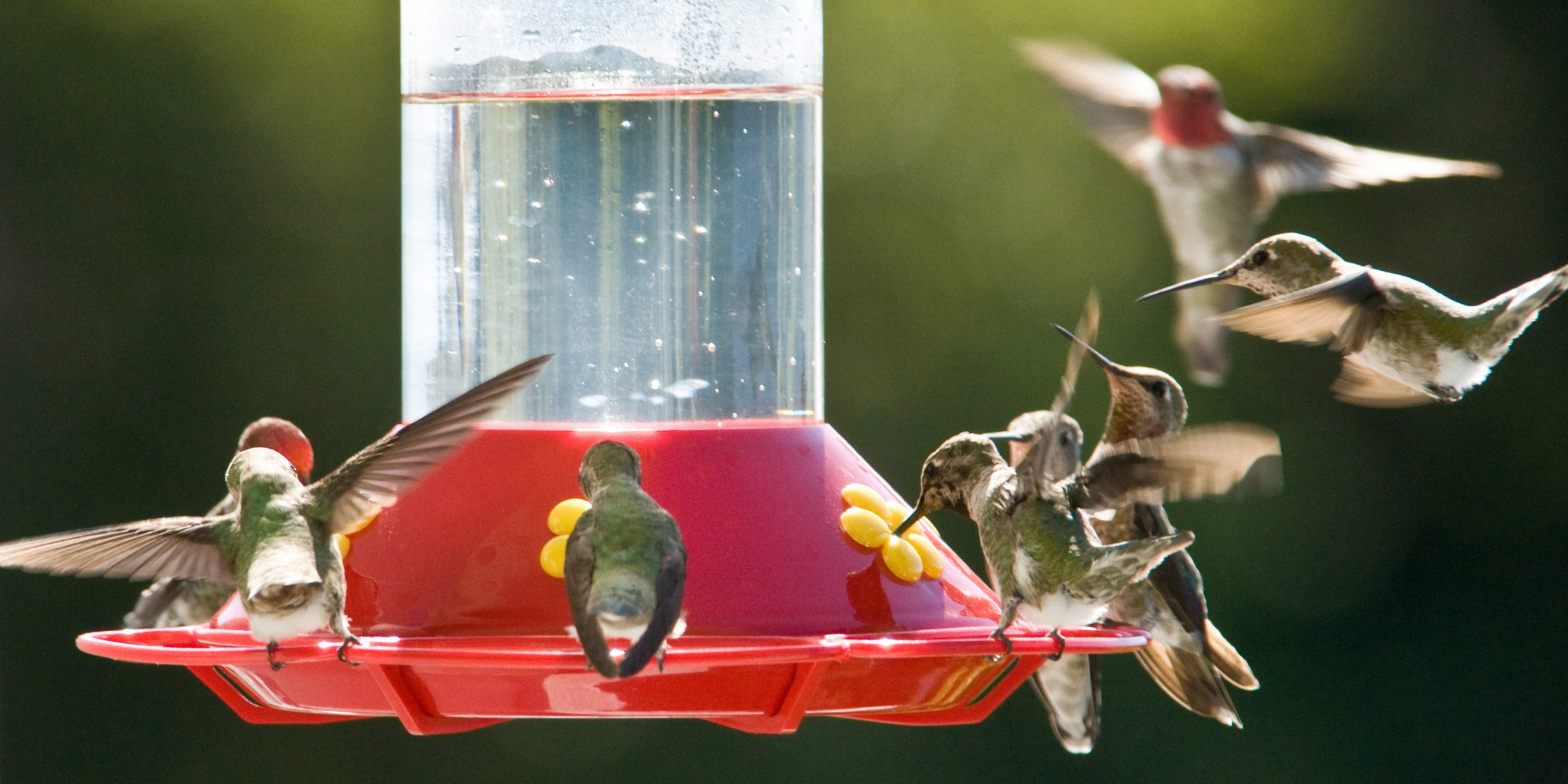 This Map Shows Exactly When to Put Out Your Hummingbird Feeder By Region – AOL.com