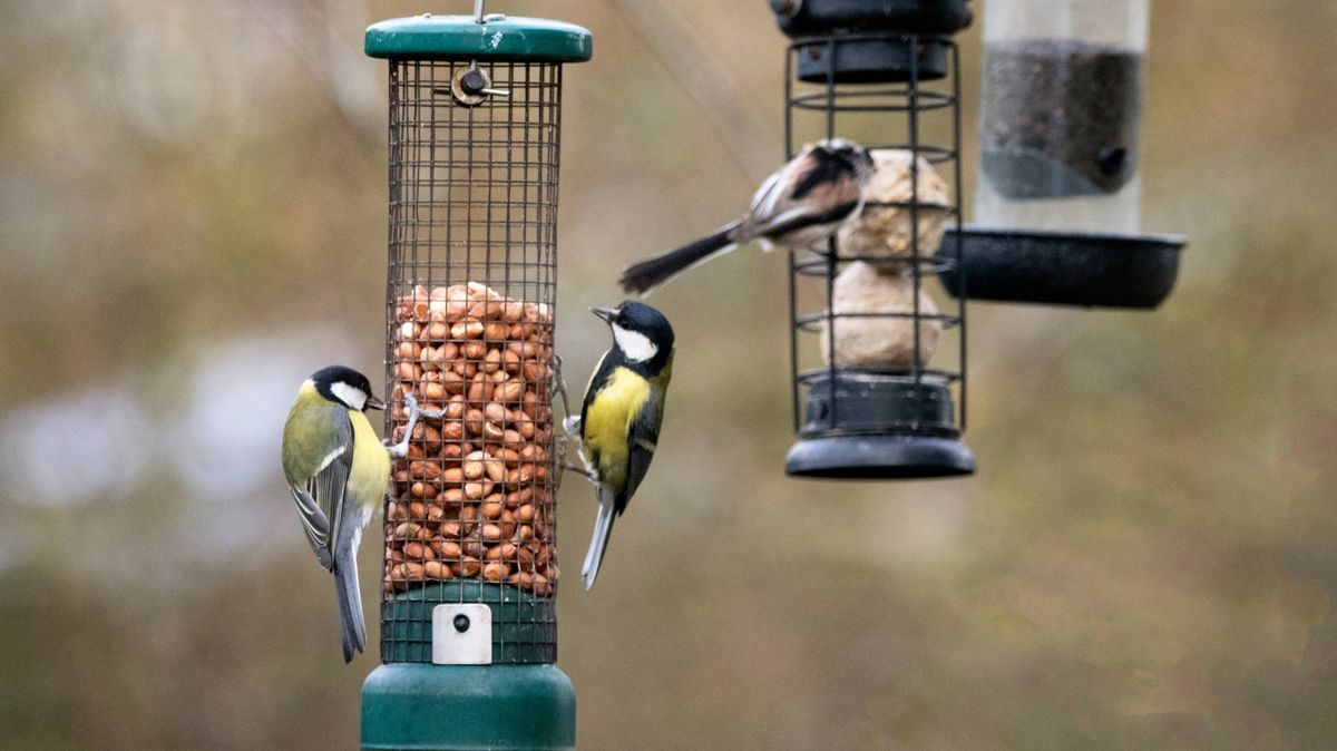 Birds will keep coming back when you fix 1 common feeder mistake – Wales Online