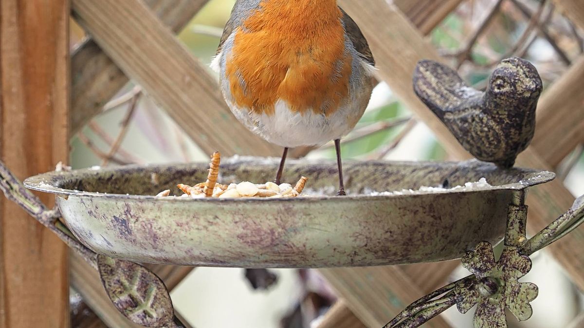 RSPB issues immediate 'pause' advice on feeding birds – Daily Mirror