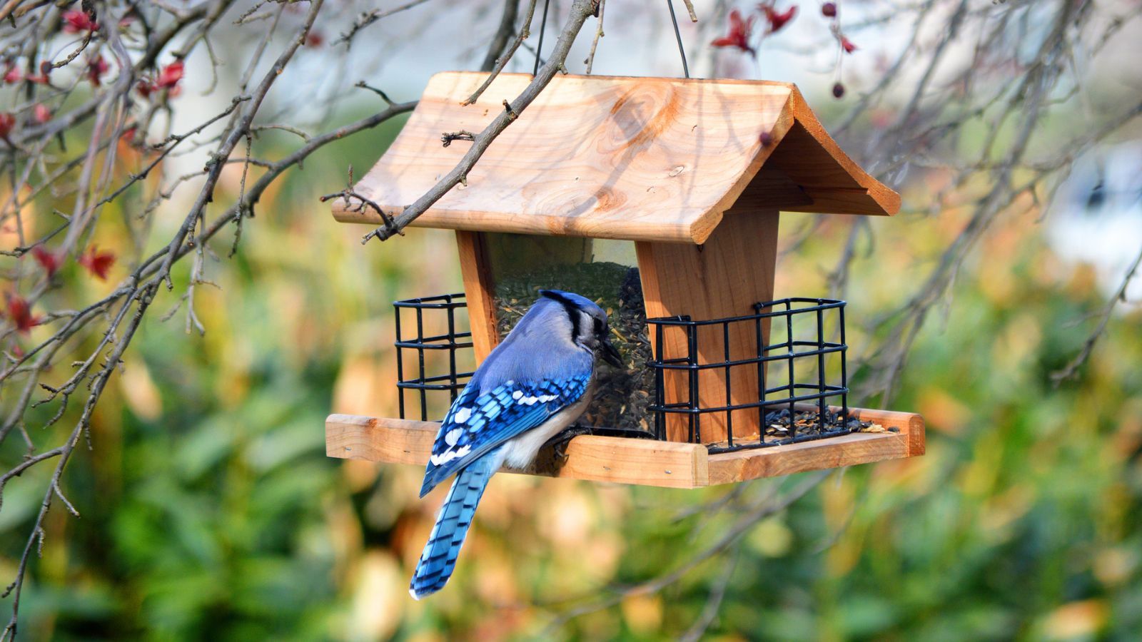 How to clean a bird feeder – an ornithologist shares 5 key steps for clean feeding during avian flu – Homes and Gardens