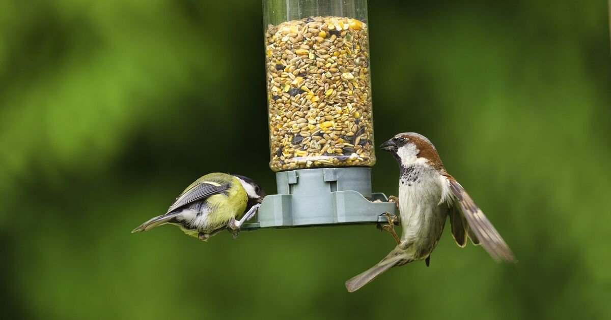 Gardeners warned not to put seeds out for birds in July – Daily Express