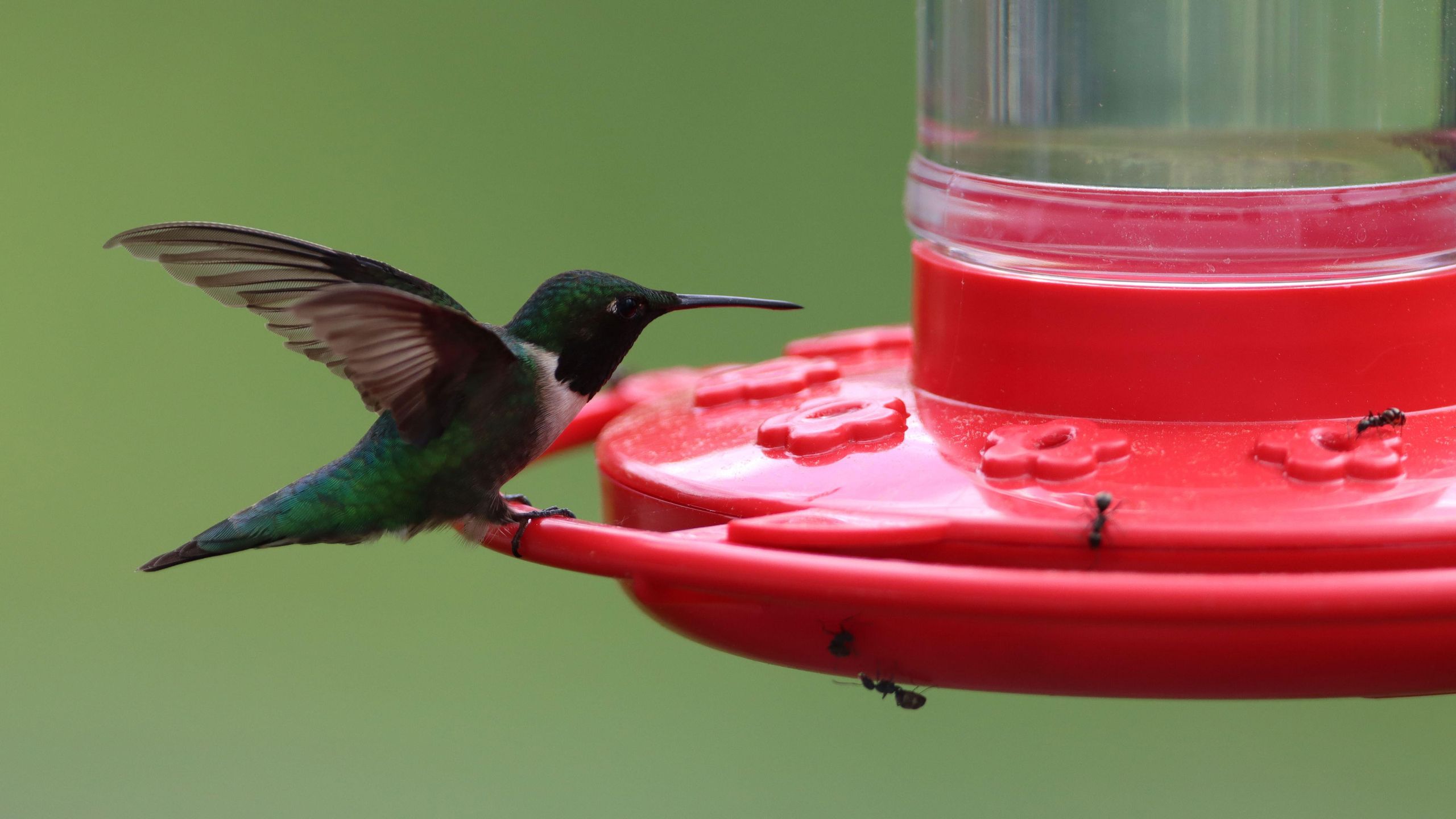 Why wrapping aluminum foil around hummingbird feeders could save your nectar this summer – Homes and Gardens