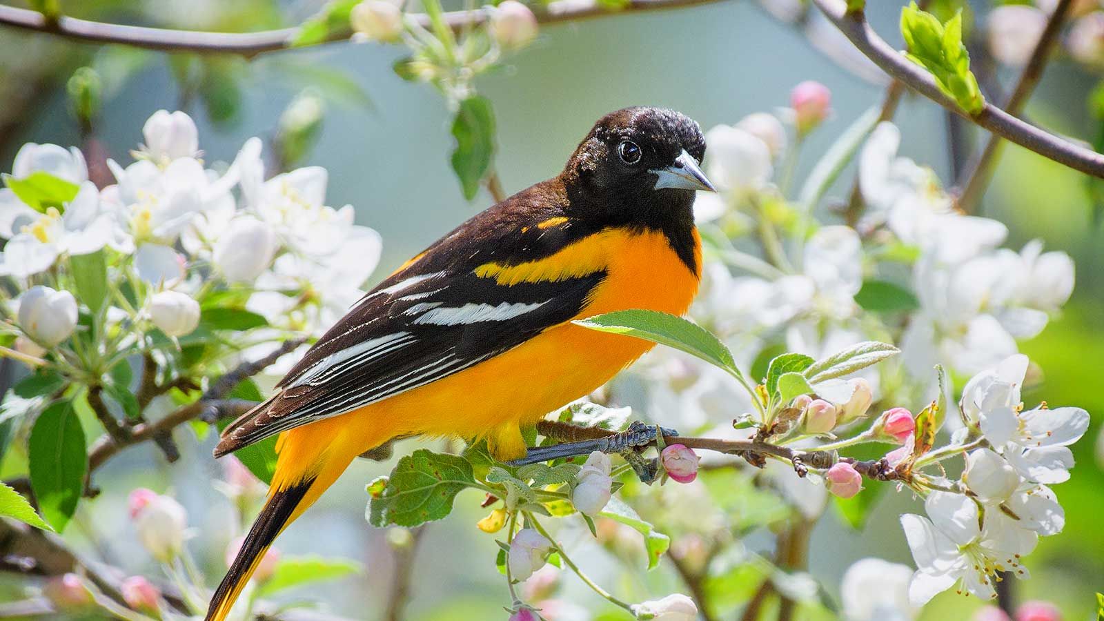 Can You Still Feed Birds Safely? Expert-Approved Alternatives to Bird Feeders – Homes and Gardens