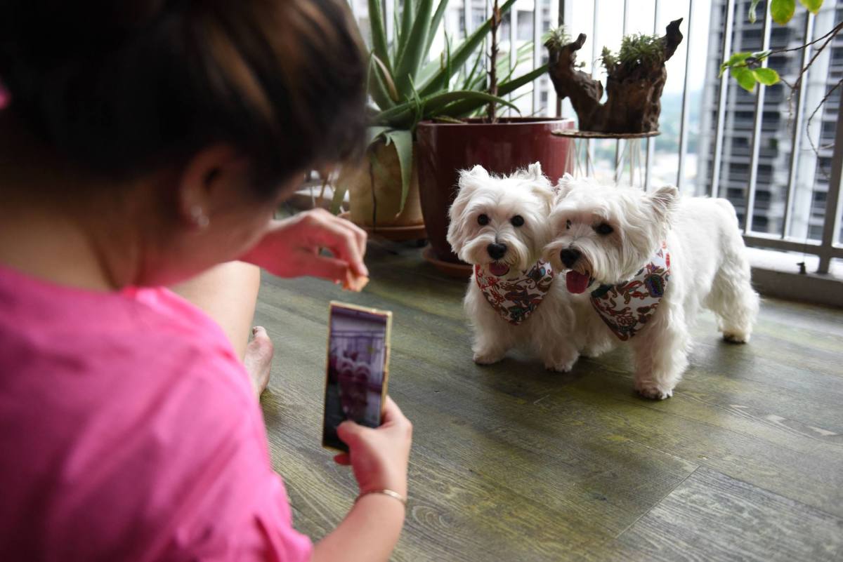 Pet influencers are hotter than ever. But how do dogs do taxes? – TechCrunch