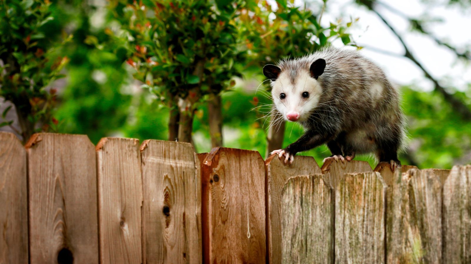 How to keep opossums away – 5 humane hacks approved by experts – homesandgardens.com
