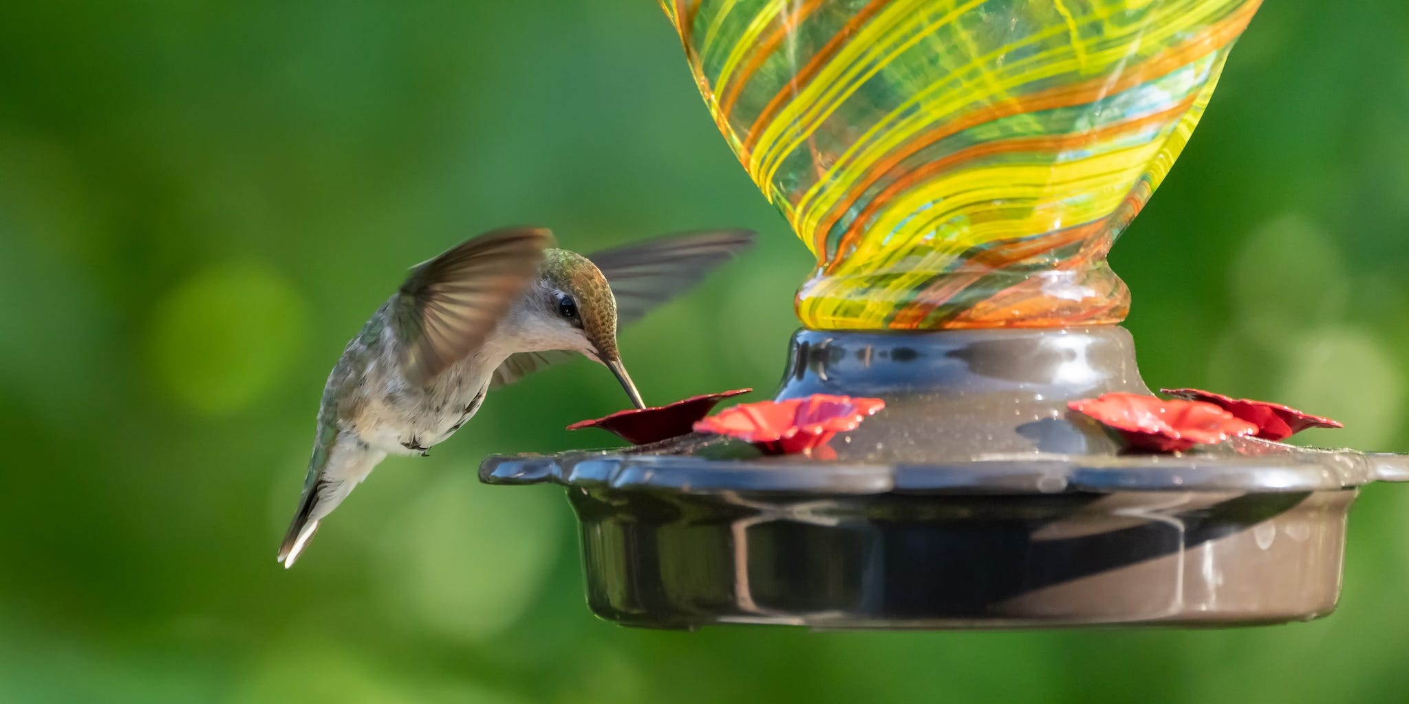 Is It Too Late to Put Up a Hummingbird Feeder? Pros Weigh In – AOL.com