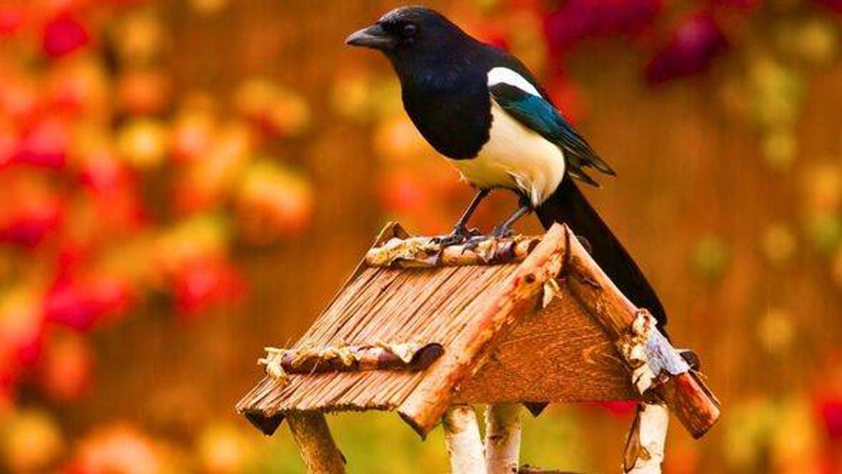 Stop magpies bullying robins in your garden by hanging 1 simple item – Wales Online