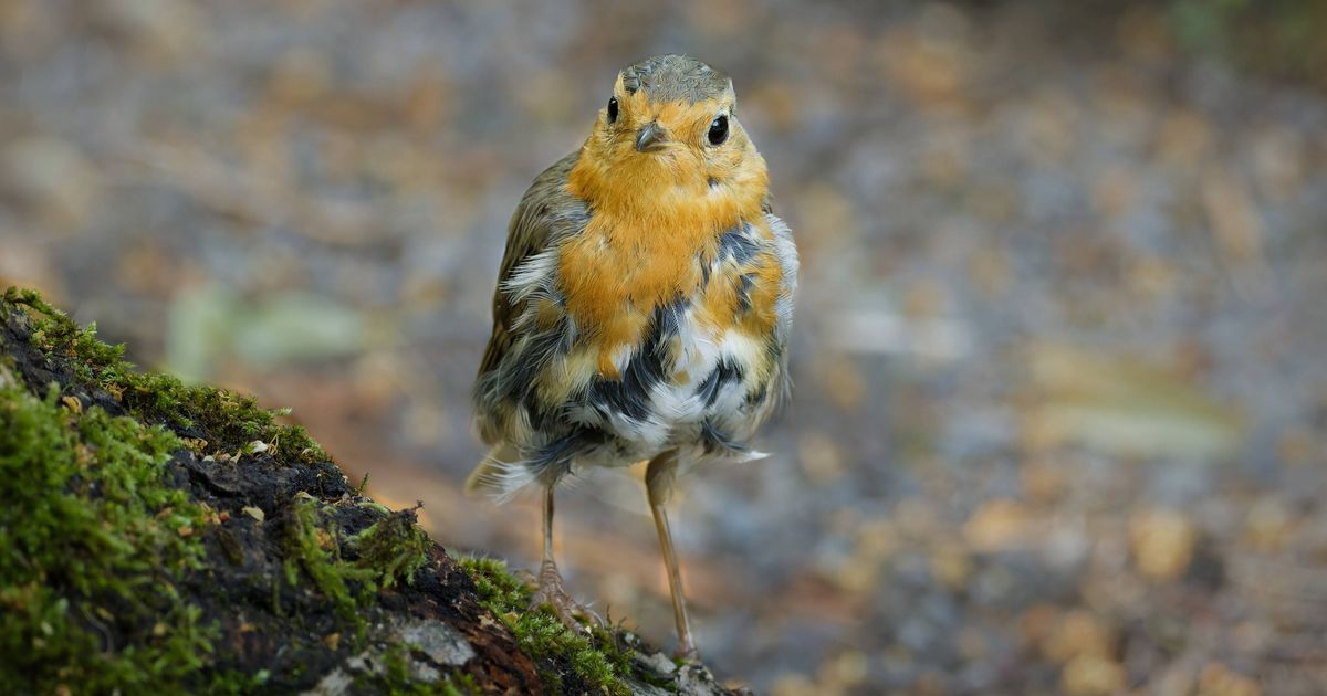 Eight ways to help robins and blackbirds as they undergo major change in September – RSVP Live