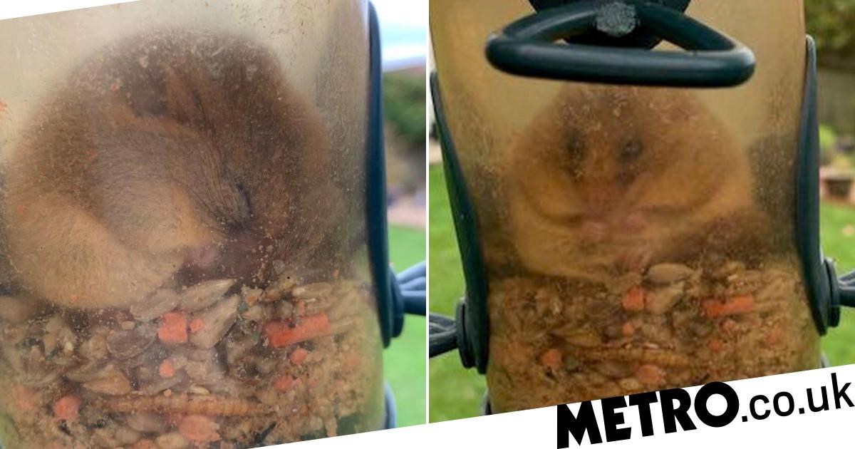 Dormouse ate so many seeds in bird feeder it was too chubby to get out – Metro.co.uk