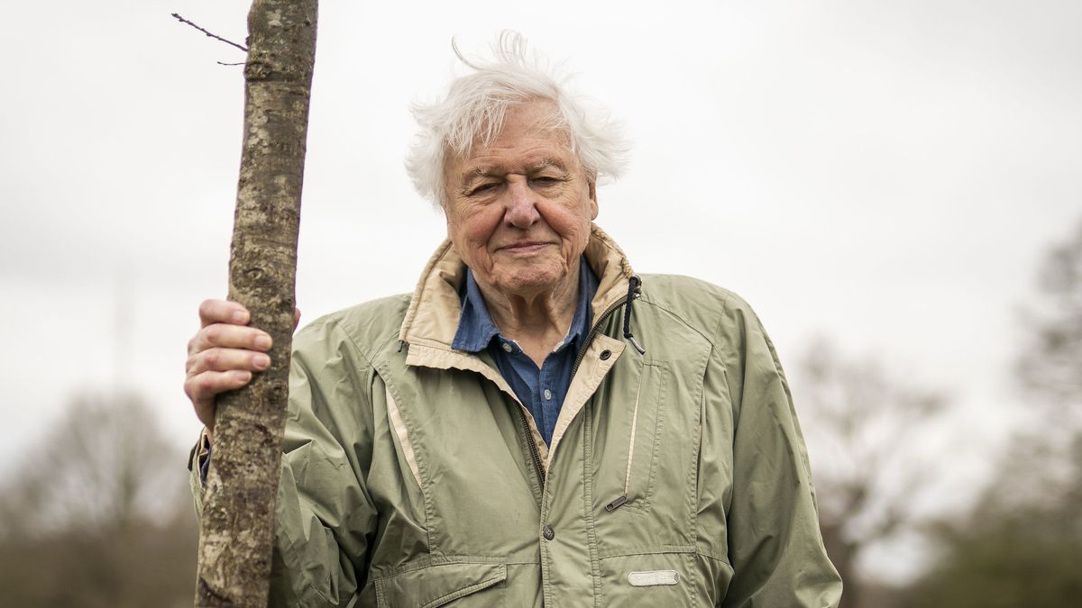 Gardeners told to do one thing immediately by David Attenborough to attract robins – Wales Online