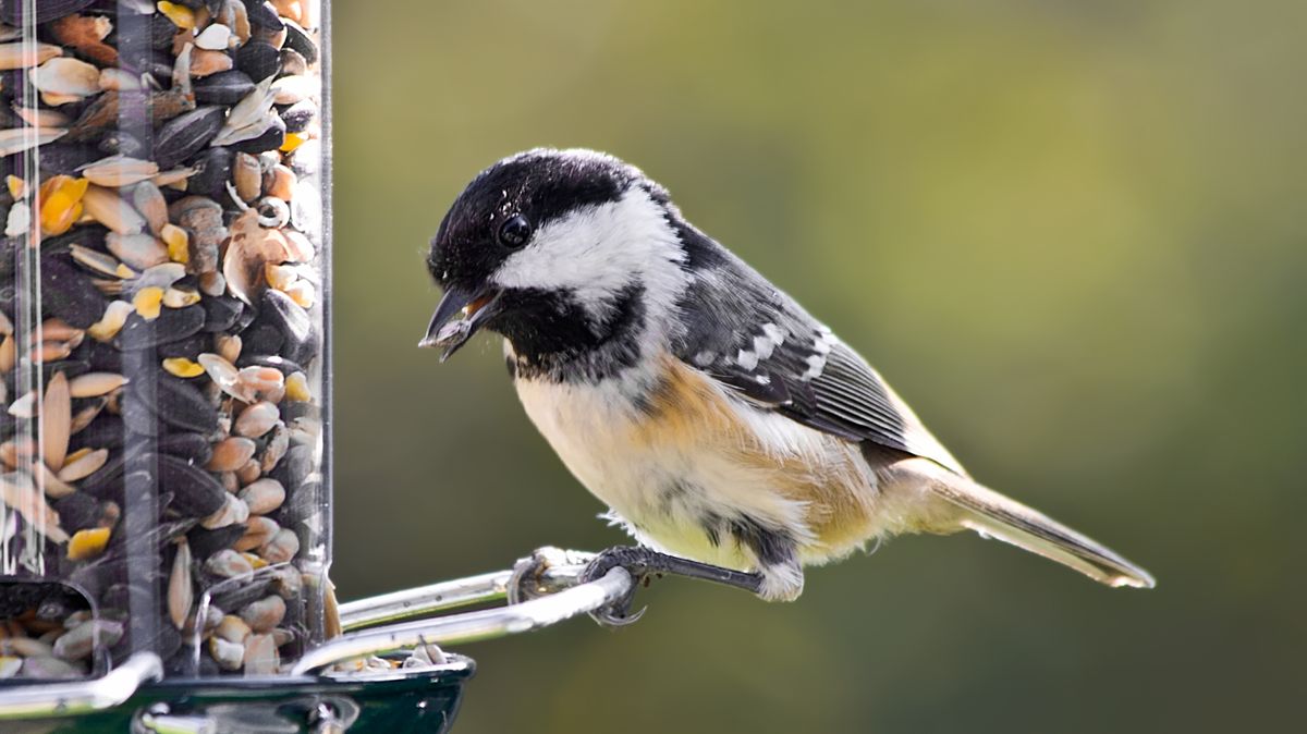 'Favourite foods' of garden birds – and how to stop squirrels from stealing them – Wales Online