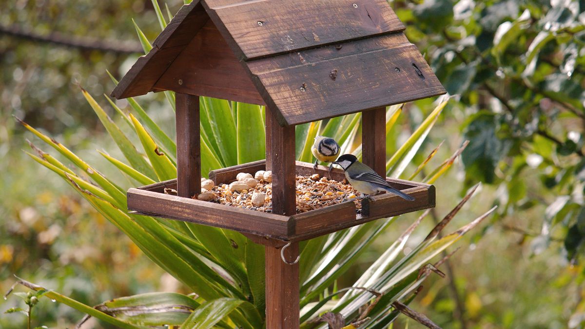 Gardeners urged to add £1 kitchen staple to bird feed to deter rats – The Mirror