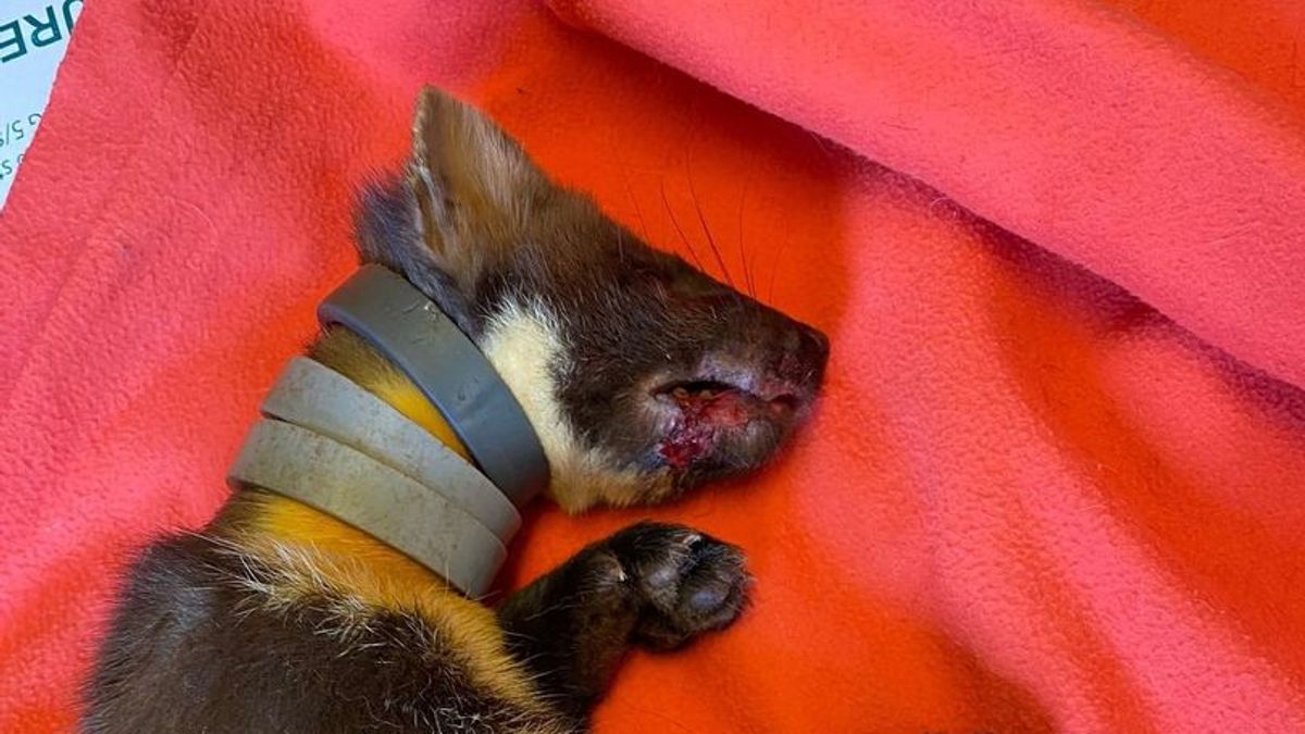 Aberdeenshire wildlife centre rescue pine marten stuck in plastic from breaking into bird feeders – aberdeenlive.news